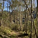 Birkenwald auf der Alta Strada zwischen Tengia und Calonico