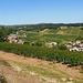 Weinberge bei Montagny
