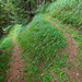 Sur le sentier zig-zagant à travers la Nidrewald.