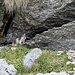 ein Bär
