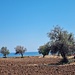 Olivenhain am Meer bei Fontane Bianche