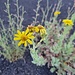 Pioniervegetation erobert die fruchtbaren Lavaböden