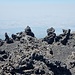 Erstarrte und scharfkantige Lava