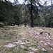 Der Weg verschwindet im Wald