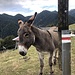 Hier wartete  ein Esel auf uns