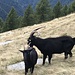 Hier richt es nach Ziegenkäse