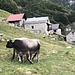 auch Kühe gibt es hier - mit Hörnern
