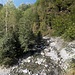 am Isorno