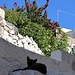 Relaxen in der Altstadt