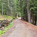 <b>La camminata inizia alle 9:25. Dal nucleo di Santa Caterina imbocco la Via Vedich e più avanti la sterrata corrispondente al percorso S522, che si addentra nel bosco di resinose.</b>