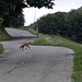 Volpe (foto zoomata)