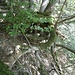 Baum mit Wurzeln in der Luft