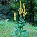 verbascum nigrum aranno 19 09 2024