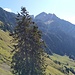 Sichelchamm im Schatten