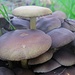 Vielleicht ein Violetter Rötelritterling (Collybia nuda) 

