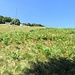 ormai sotto Alpe Pero (dove abbiamo scelto il sentiero)