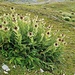 <b>Cardo spinosissimo (Cirsium spinosissimum).</b>