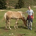 Handzahme Haflinger