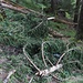 Frischer Schnee-/Windbruch, die Schäden halten sich aber in Grenzen