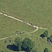 Das Vieh scheidet...