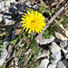 Herbstlich leuchtender Löwenzahn am Weg hinunter vom Col de la Croix