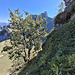 Querung am unteren Ende der Rippe nach rechts bzw. SE zu den (hier nicht sichtbaren) Tannen hinter diesem Baum, an denen abgeseilt werden kann. Im Hintergrund nochmals der Mont Gardy