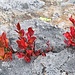 Autumn leaves