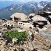 Alpen-Margeriten am Gipfel der Schermerspitze. 