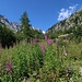 Dans le val d'Arpette