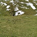 Alte Doline, im Loch in der Mitte verschwindet das Wasser