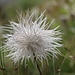 Wuschelkopf. Aus der Serie 'Analogien der Natur': zur Verbesserung des Haarwuchses mache man einen Absund und den giesse man über das Haupt, wo nachher Haar spriessen soll. Man wähle die Temperatur so, dass die Hitze gerade noch erträglich ist. Stellt sich keine Wirkung ein, ist die Temperatur zu niedrig gewählt worden und muss die Behandlung einige Male wiederholt werden.