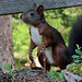 Ein Eichhörnchen am Wildsee.