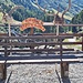 <b>Pausa pranzo sulla terrazza del Rifugio Stella Alpina (2061 m).</b>