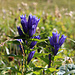 Der Schwalbenwurz-Enzian (Gentiana asclepiadea) ist eine der spätesten Blütenpflanzen in den Alpen.