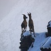 Alpensteinbock (Capra ibex).<br /><br />Ein jugendliches Pärchen pärchen auf der Ostseite vom Verbindungsrat zwischen l'Épaule und dem Einstieg zum Tour Sallière Ostgrat.