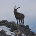 Alpensteinbock (Capra ibex).:<br /><br />Beim Abstieg über den oderen Glacier de la Tour Sallière präsentiete sich ein grosser Bock und beobachtet uns genau.