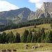 Jungkühe auf der Alp Schwamm