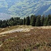 Rückblick vom Weidezaun auf das Heidelbeer-Alpenrosen-Gestrüpp. Am besten hält man sich rechts an den Bäumen.