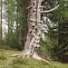 zauberhaft