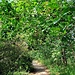 Schnell ist der Kinderklettersteig Groß-Umstadt im Steinbruch Knossberg erreicht.