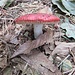 Primi funghi autunnali.