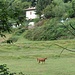 Lone Ranch.