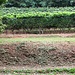 Appena al di là della "ramina" i vigneti.