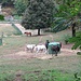 Cavalli del Lone Ranch.