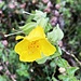 wunderschöne Erythrante guttata - auf dem Weg hoch ...