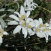 Edelweiss
