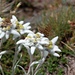 Es gibt viele Edelweiss am Weg, Augen offen halten ;-)