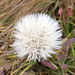 Herbst