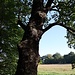Alte Eiche