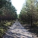 Kiefernheide